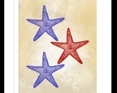 Patriotic Red and Blue Starfish Star Fish Vintage Art Print Full Color Plate 8x10 inch or A4 Poster Sign P123