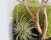 Hanging Tillandsia Terrarium - Cylinder/Black&Chartreuse