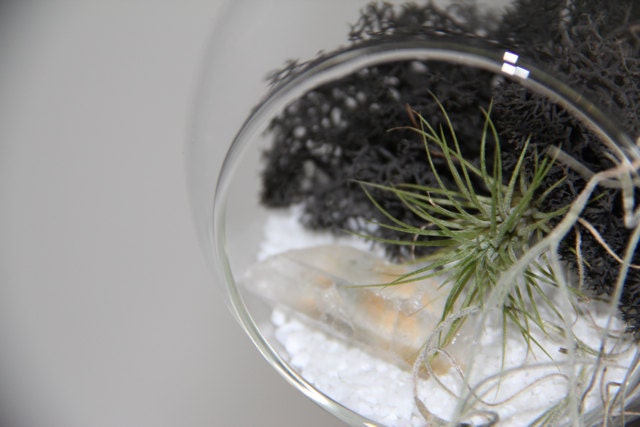 Hanging Crystal Globe Tillandsia Terrarium - Black/White