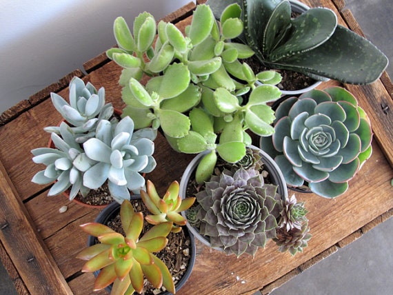 Mixed Bag of 6 Succulents