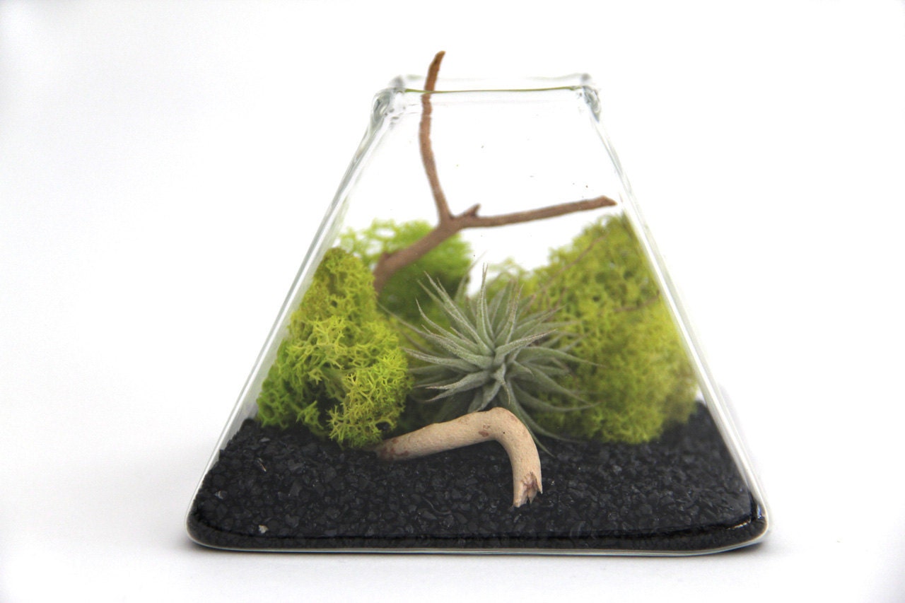 Pyramid Tillandsia Terrarium - Chartreuse/Black