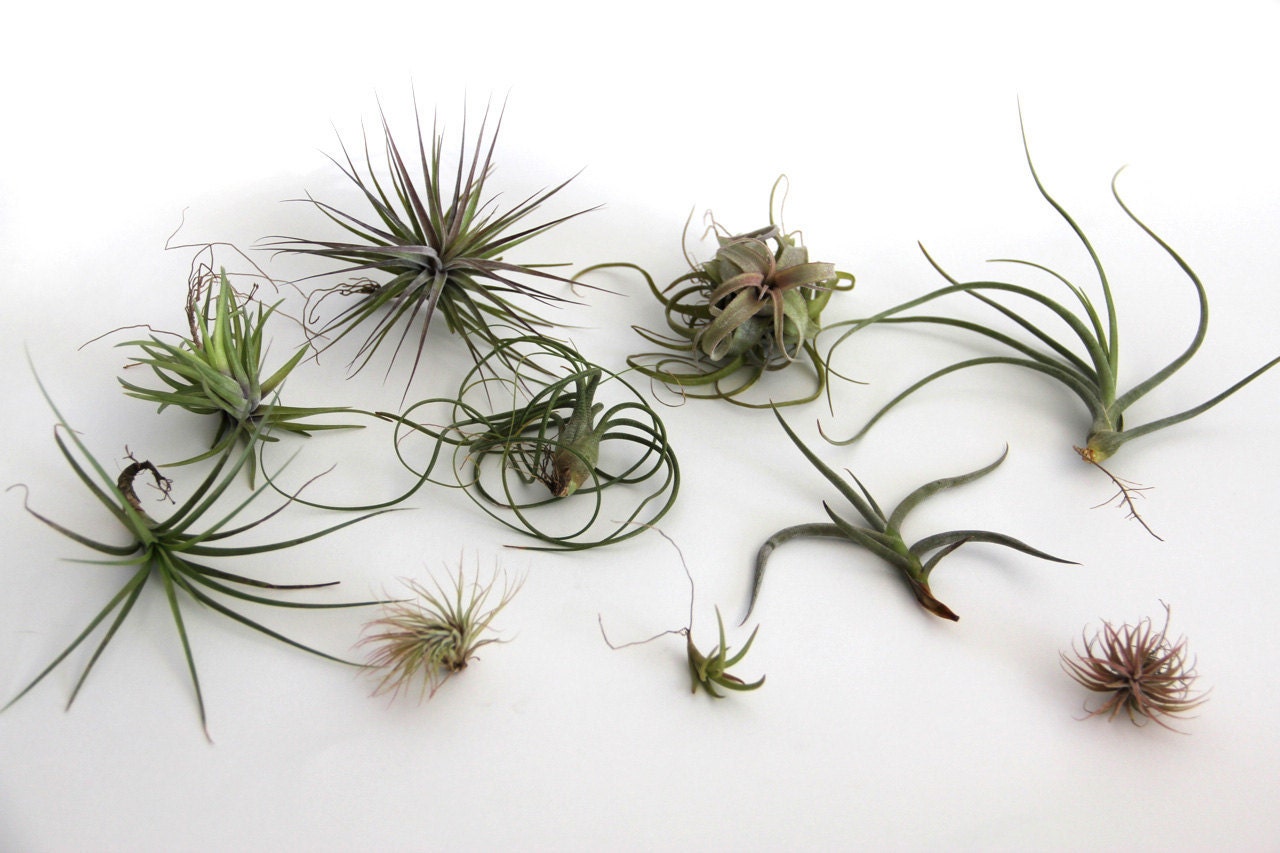 Tillandsia Party a Mixed Selection of 10 Gorgeous Air Plants