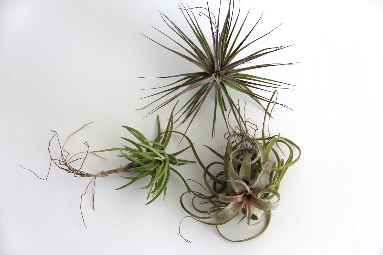 Triple Threat - A Curated Selection of Air Plants