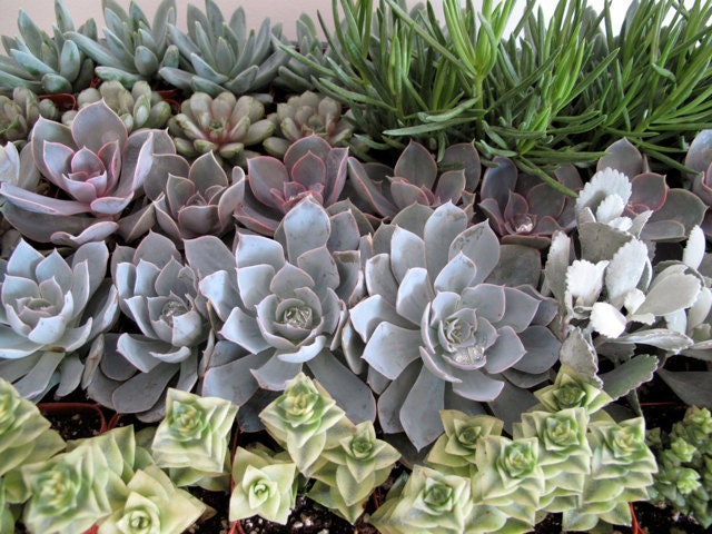 Mixed Bag of 24 Succulents