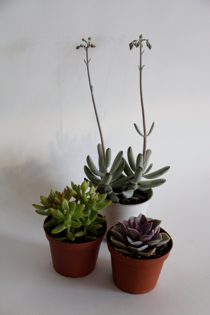 Grab Bag of 3 Succulents