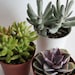 Grab Bag of 3 Succulents