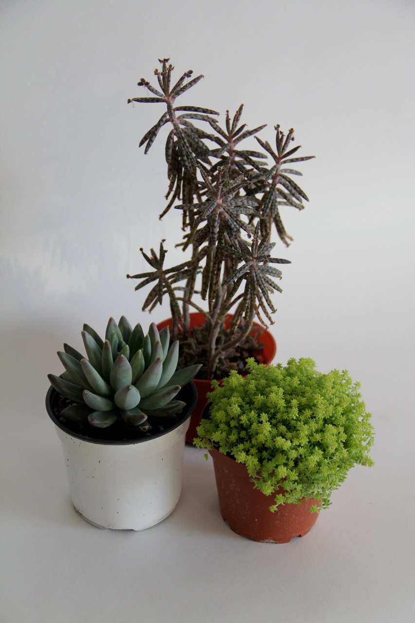 Grab Bag of 3 Succulents
