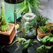 Creature from the Black Lagoon - Classic Horror Terrarium / Diorama
