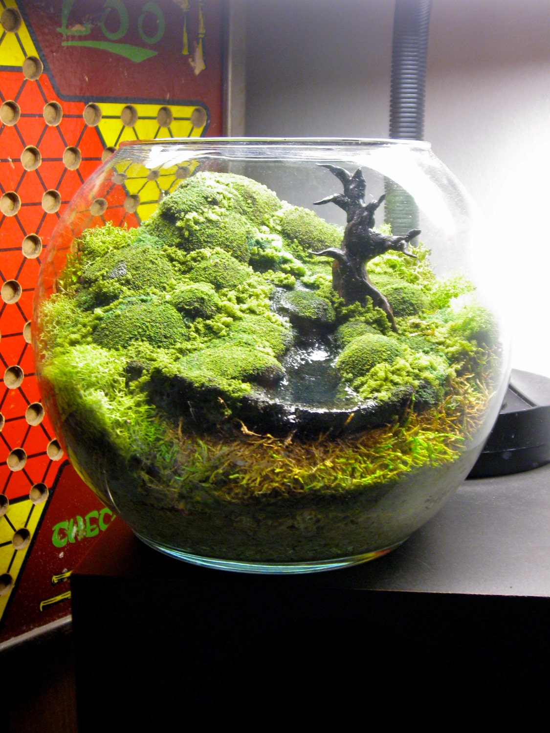Bubble Moss Bonsai - Fantasy Terrarium
