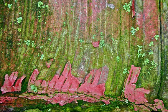 Abstract Fine Art Photography Moss Covered Barn Reclamation - 8x12