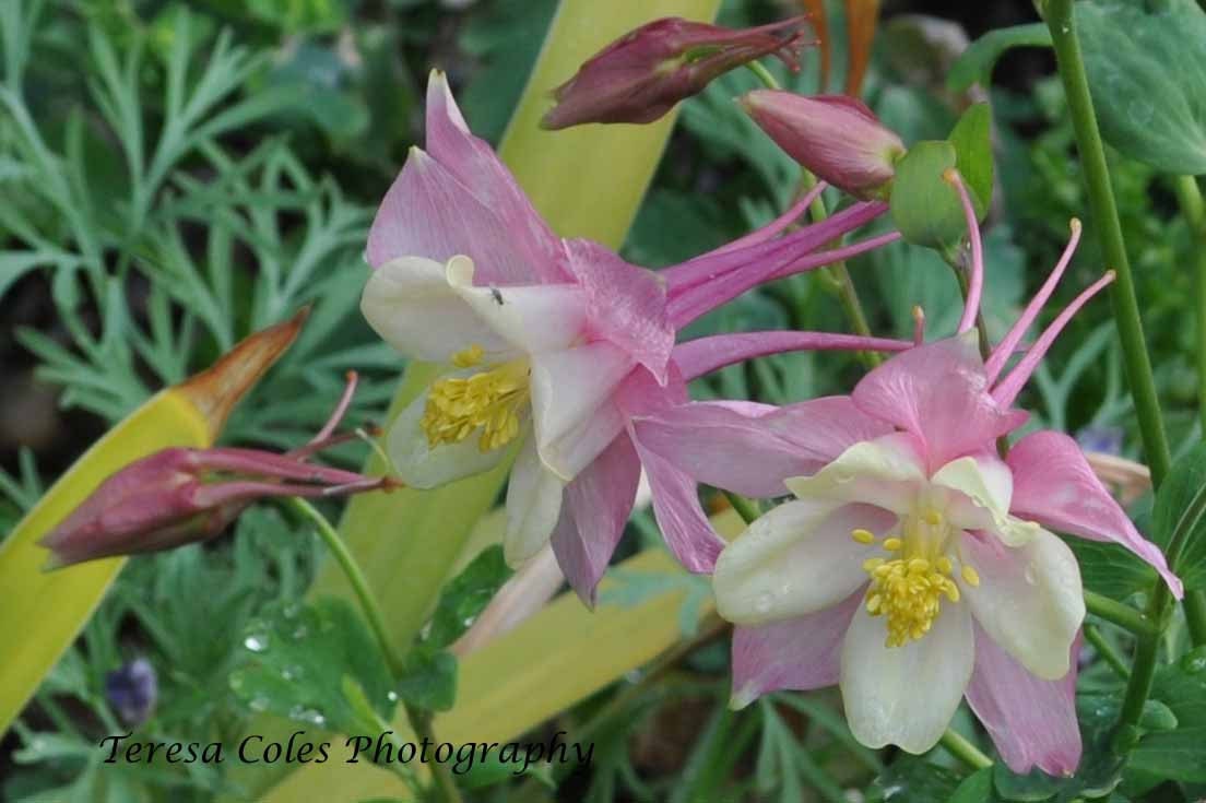 Pink Columbine Floral Print