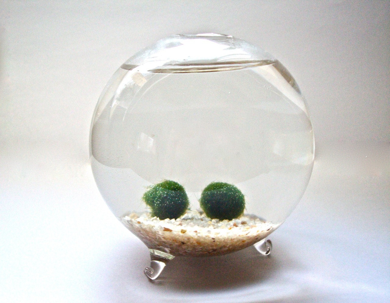 BIG SALE Mini Marimo Moss Ball Couple in Handblown Glass Globe, Underwater Moss Terrarium
