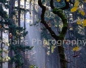 Shafts of Sunlight Fog Early Morning Mist Trees, Fine Art Photography signed matted 5x7 print