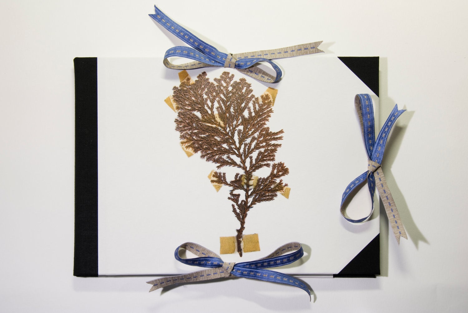 Drawing pad portfolio, with a unique print of dried plants: Pinophyta
