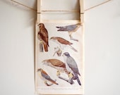 Vintage Book Page from 1955 Universal Standard Encyclopedia, Hawks Print