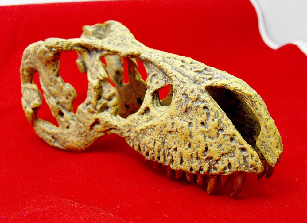 Dinosaur skull in flexible plastic. A very cool fossil replica. Very realistic. Tyrannosaurus rex head with teeth