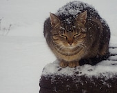 Art photography winter cat nature snow print READY TO SHIP