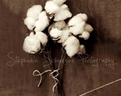 Bouquet of Cotton (Cotton 1) 14x14