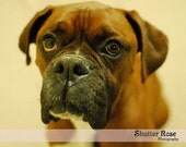 Photograph of Boxer, 8x10, Dog Photography, Animal Art
