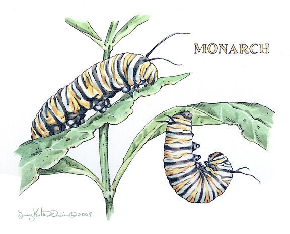 Original Watercolor & Pen Monarch Caterpillar Painting, 7" x 5.75"  image on 310 Cold Press Illustration Board - rearviewSTUDIO