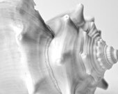 Seashell Conch Shell Beach 5x7 Black and White Photography Print