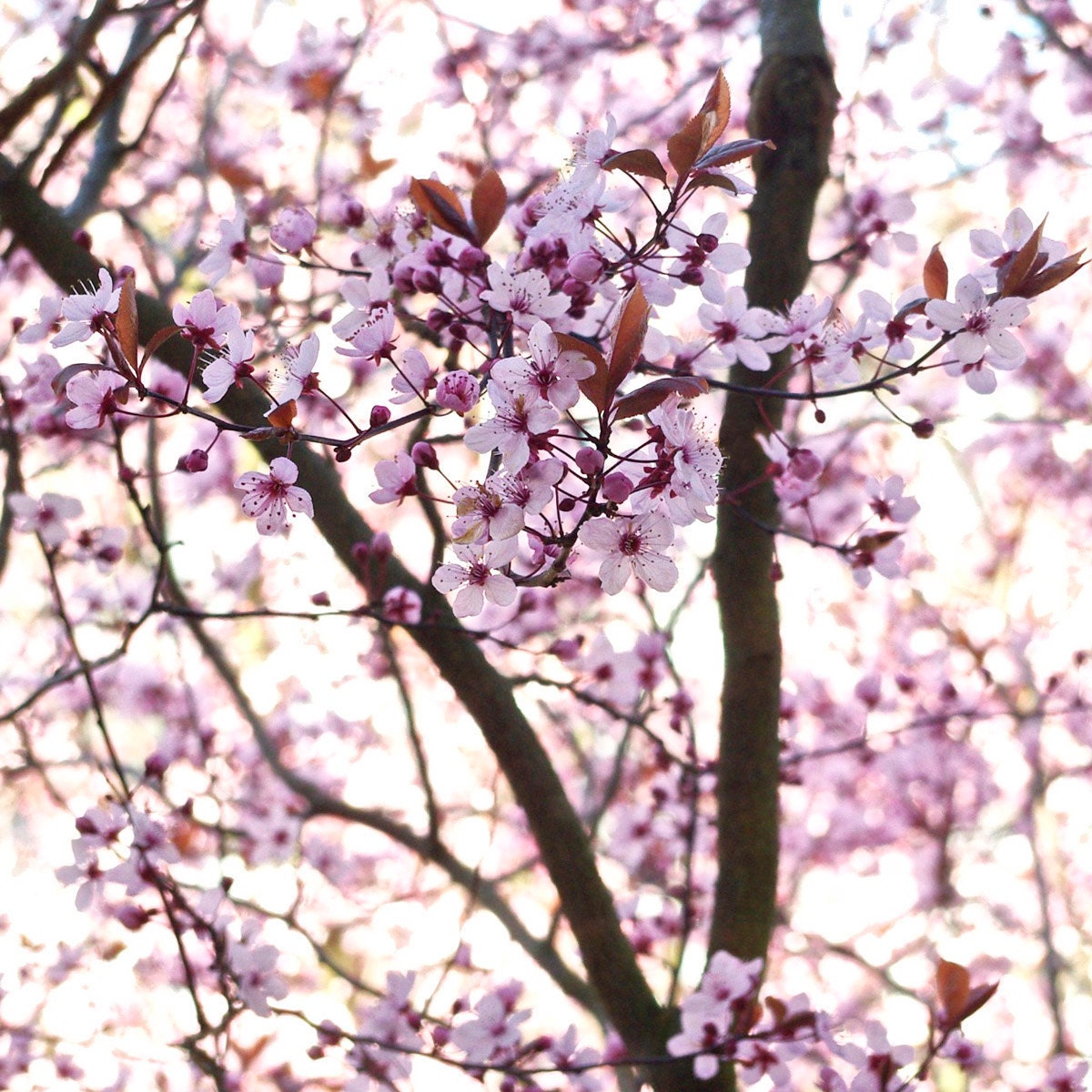 Cherry Blossom Pink Tree Flower 4x4 Photography Greeting Card Notecard