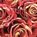 ACEO Red Orange Rose Yellow Abstract Warm Color Flower Photography