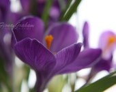 Purple Crocus Photograph - 11x14 print - Nature Photography - FREE SHIPPING - spring home decor - colorful