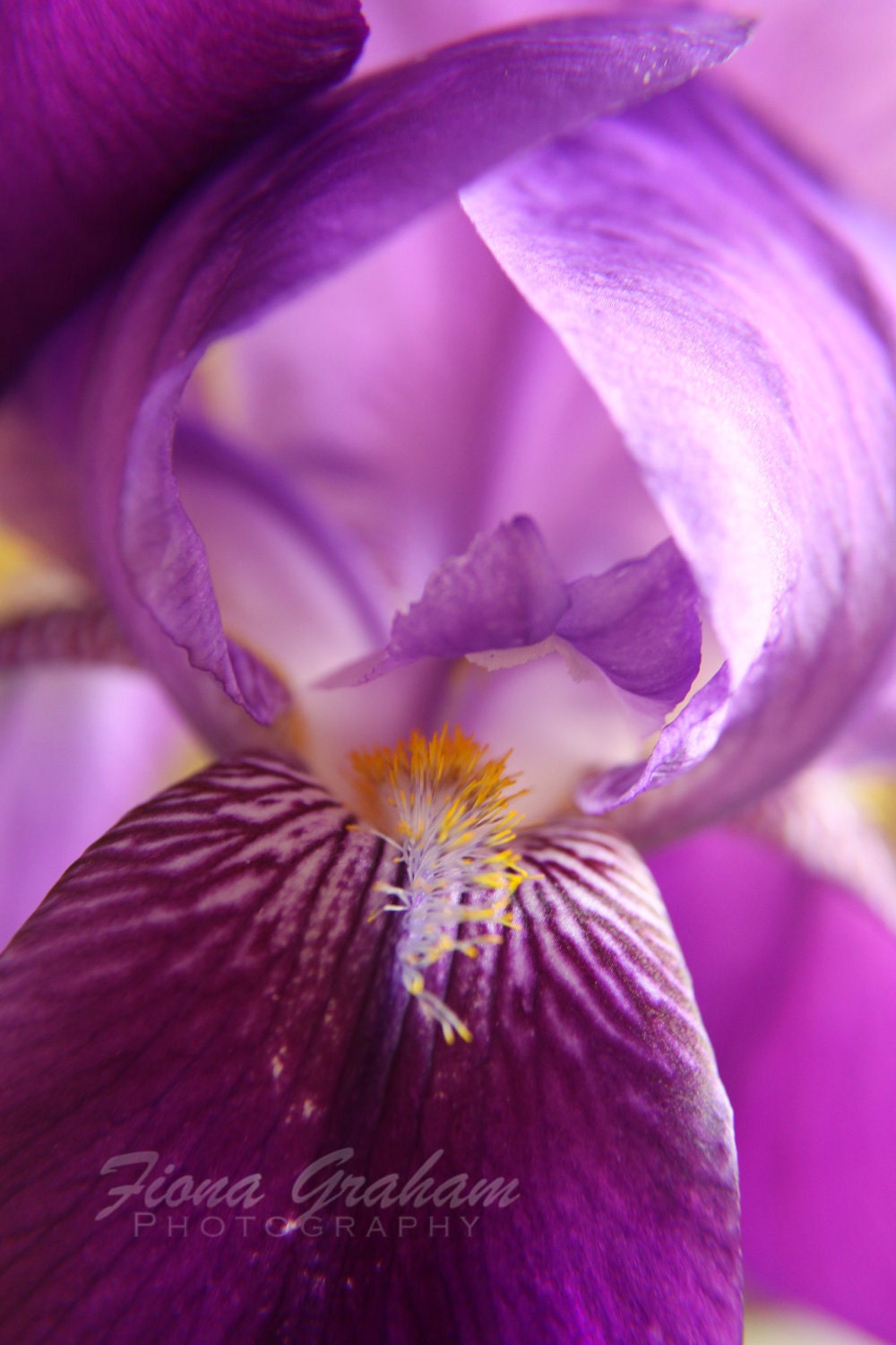 Purple Iris - Fine Art Nature Photography - FREE SHIPPING- 8x10 print - bright - colorful - summer - flower - fionagraham