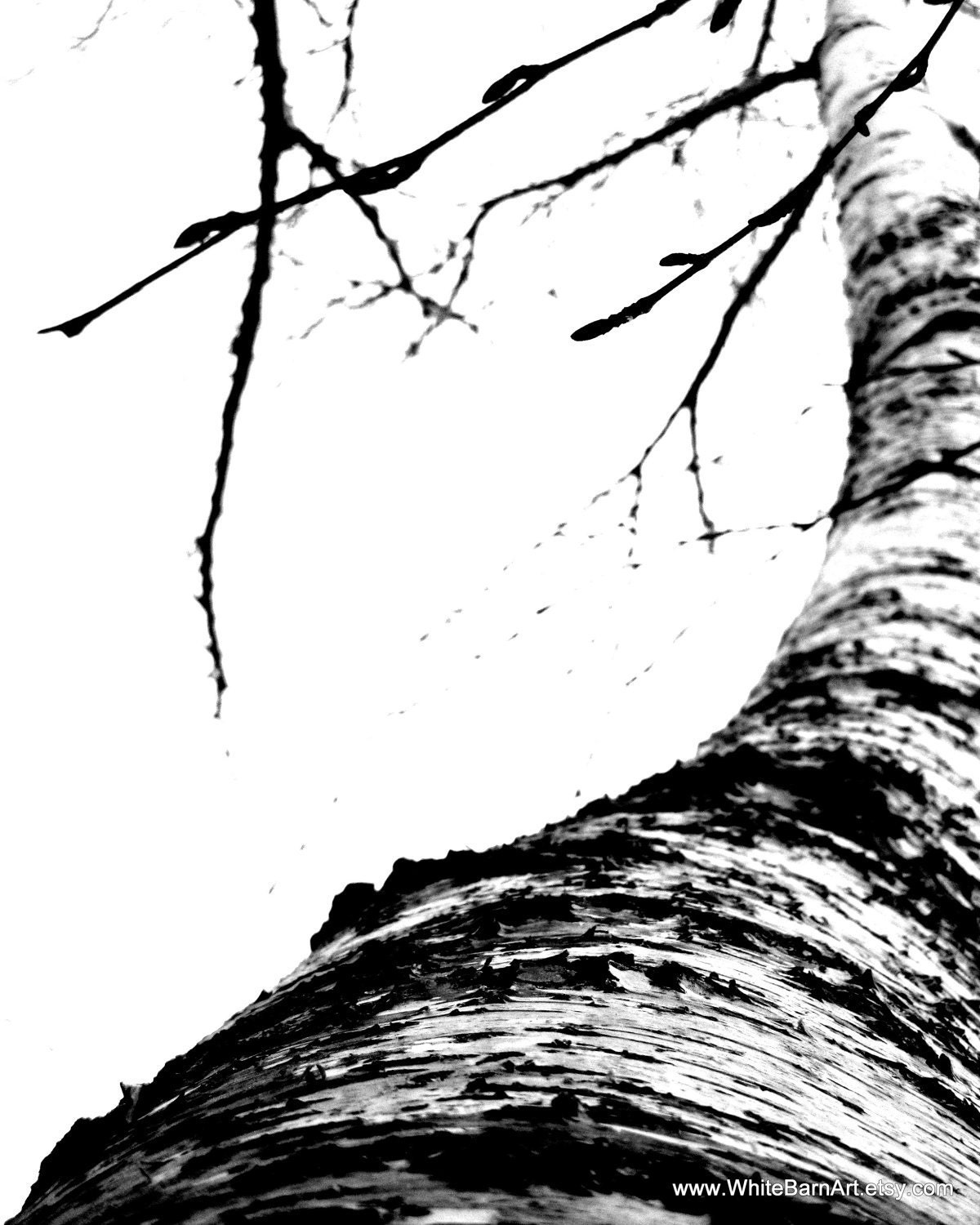 Birch Path  - 16 x 20 Fine Art Photography Print -  Modern Minimalist Winter Tree Branch Decor - FREE SHIPPING - TAGT team - WhiteBarnArt