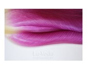 Sensual Tulip Photo Purple Tulip Macro Photograph Sexy Magenta Flower 8x12 Small Print Romantic