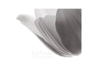 White Tulip Photo Black and White Macro Flower Photography Delicate Translucent Petals Small Print 8x12 - LoVedoArt