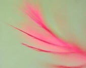 dreamy minimalist modern macro hot pink teal green abstract feather fine art photograph 8x12