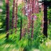 electric forest fine art photograph woods abstract trippy 8x10