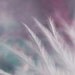 ready to ship breathe feather dreamy surreal ethereal fine art macro photograph pink blue purple white bokeh 5x7