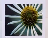 Daisy, Flower, Greeting Card, Photographic, White, Yellow, Handmade, Paper, Blank, Horizontal