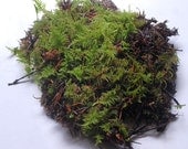 live moss specimen, terrarium or wardian case supply. - paperanji