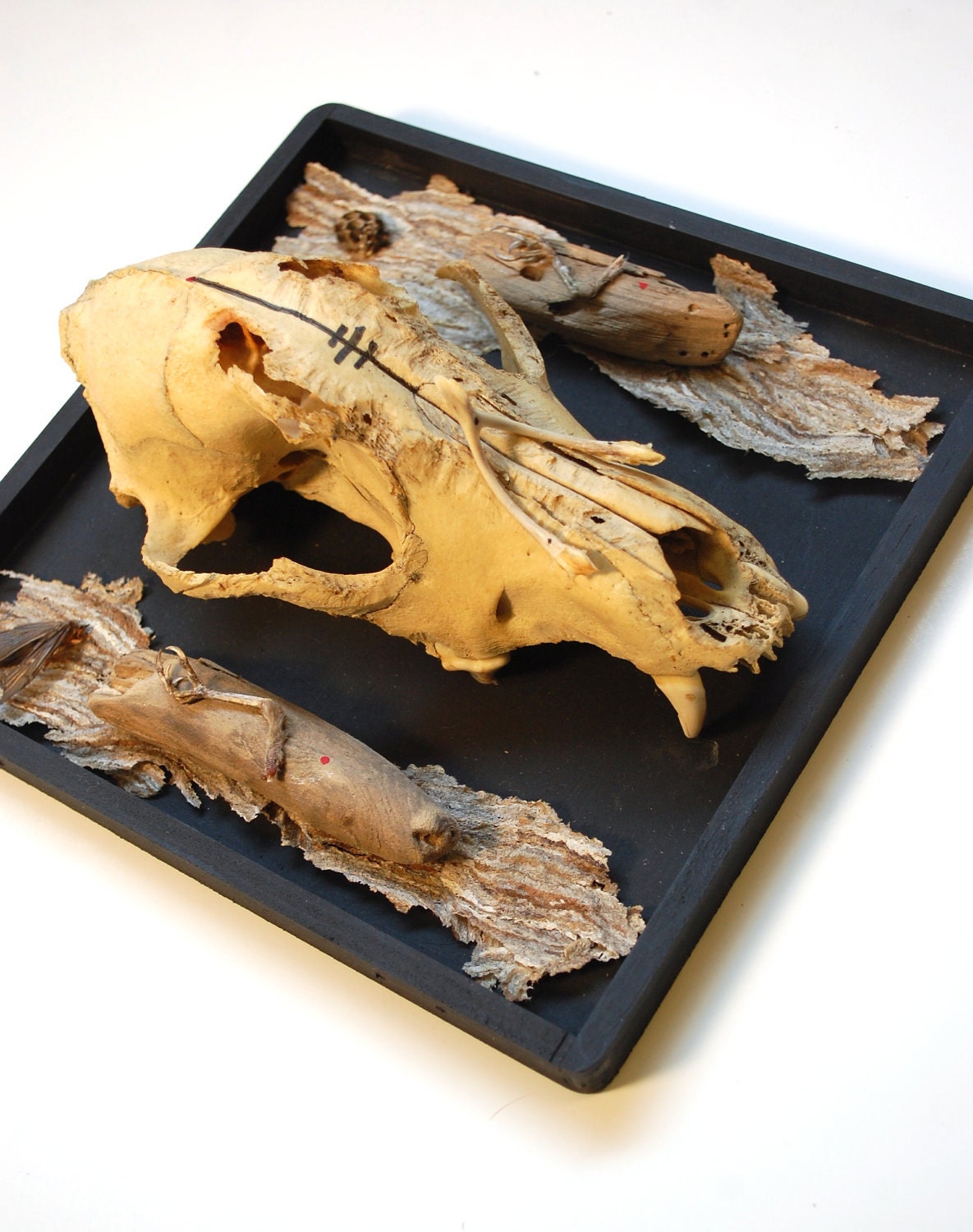 dog's wishes: taxidermy dog skull mount with wishbone