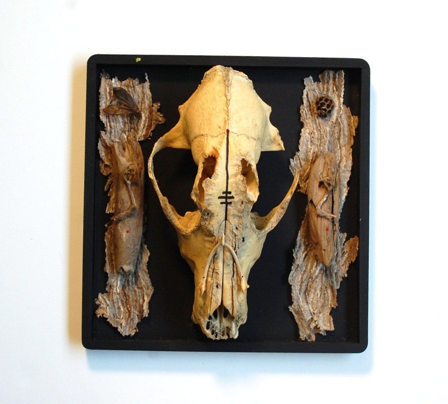 dog's wishes: taxidermy dog skull mount with wishbone