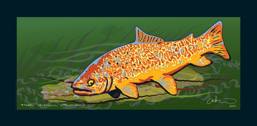 Tiger Trout print (large)
