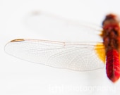 Macro Photography. The red dragonfly. Size: 6x8" (15cmx20cm) - idniphotography
