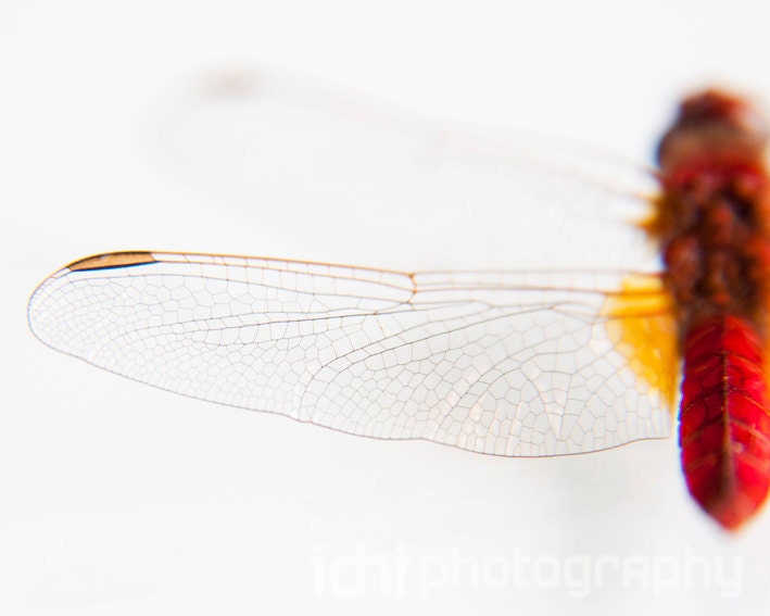 Macro Photography. The red dragonfly. Size: 6x8" (15cmx20cm)