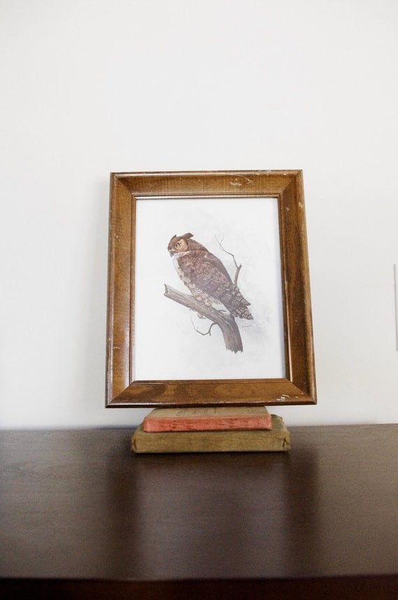 Vintage Owl Print in Wooden Frame - Home Decor - Man Cave - Wall Hanging - Harry Potter - Cottage Style - Natural History - Halloween