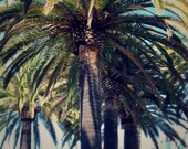 Palm Trees Photograph, Los Angeles CA, Summer Time, Dreamy, Home Decor,  8 x 10 Print, Color Me Graphics Photography