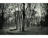 On The Way To Canaan -  8x12 Signed Print - Free Shipping - surreal monochrome nature fine art woods photograph