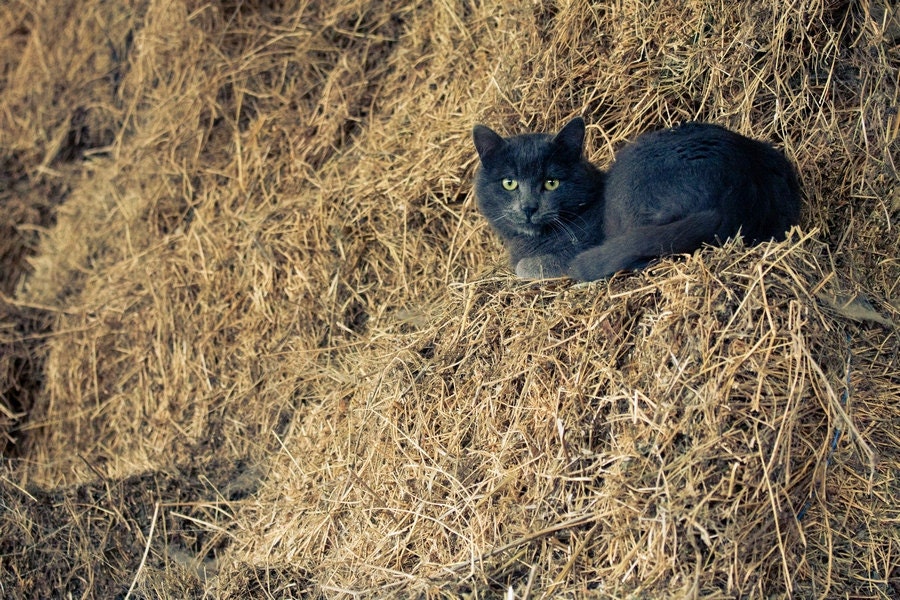 Black Cat Photography, Animal Photograph, Barn Haystack Print, Spooky Halloween 8x10 or 8x12 harvest circus