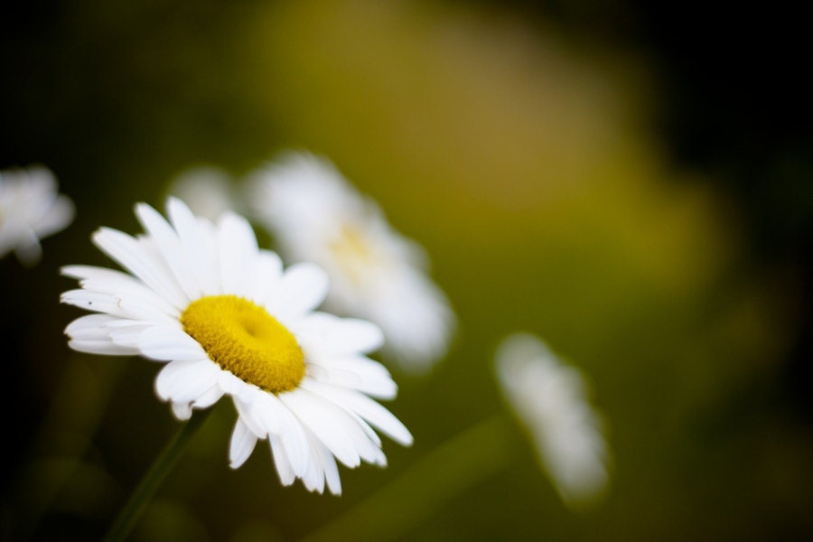 Flower Macro Photograph, Closeup flower photo, Dreamy spring picture, Home decor photograph 8x10 or 8x12