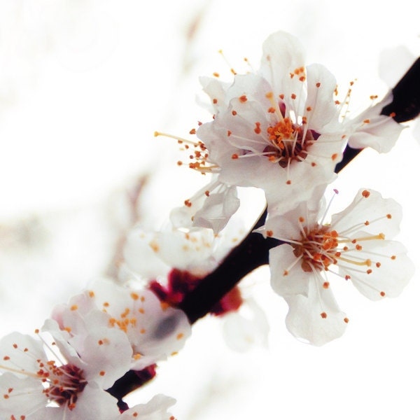 Nostalgic Flower Photography, Fine art print, Apricot Tree Blossom, Woodland Whimsy Print 8x8, oxblood