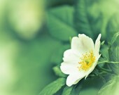 Flower Photography Print, Dreamy Flower Photo, Fine Art Photography Print Photo Paper 8x10 or 8x12 bright chartreuse