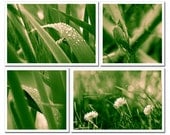 Green Summer, Fine art photography prints, Set of four prints 6x4 and 4x4, Rain forest leaves, bamboo, grass lawn and daisies